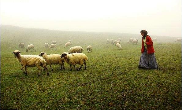 آغاز کوچ بهاره عشایر شهرستان کلیبر 