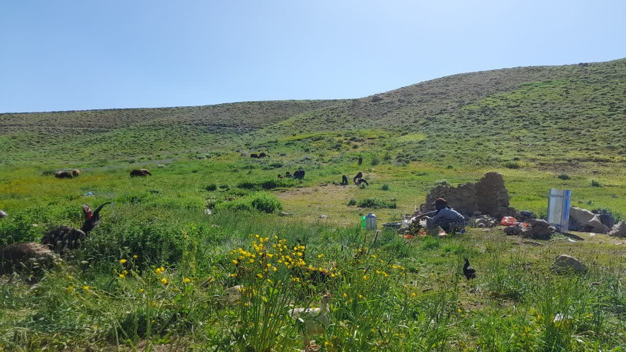 کوچ سالانه عشایر به ییلاقات سهند آغاز شد