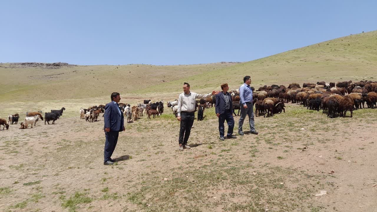 انتخاب دامدار نمونه عشایری در مراغه