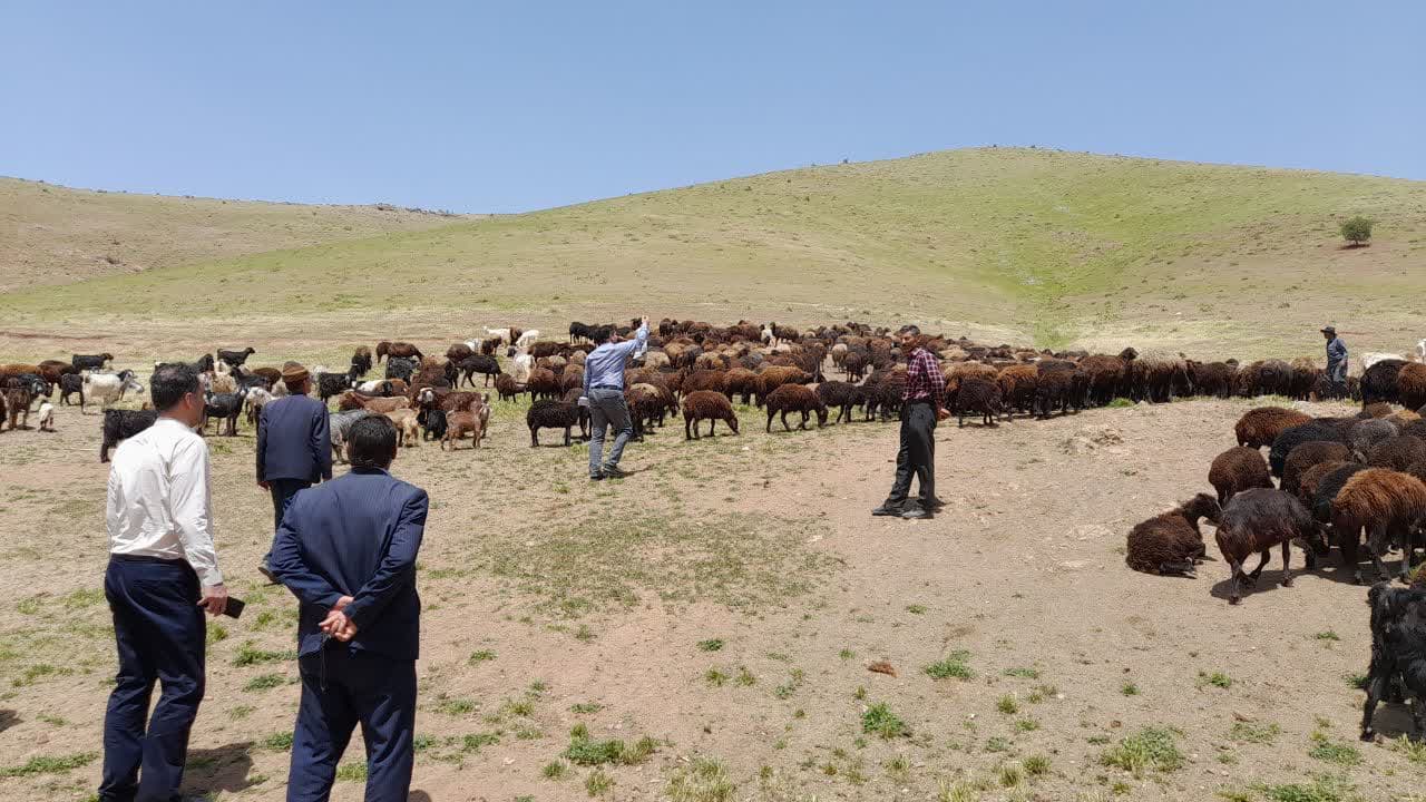 انتخاب دامدار نمونه عشایری در مراغه